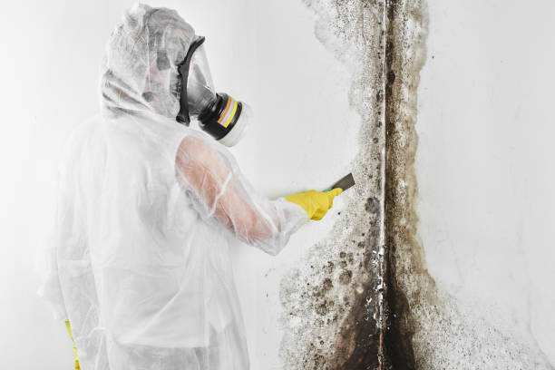 Best Mold Inspection  in Weston, WI