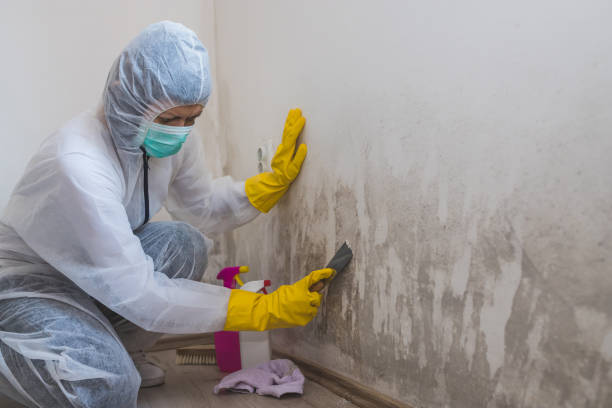 Best Commercial Mold Removal  in Weston, WI
