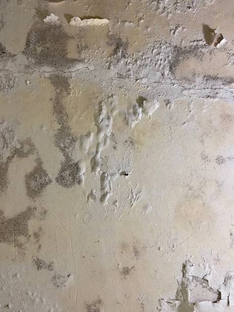 Mold Removal Process in Weston, WI