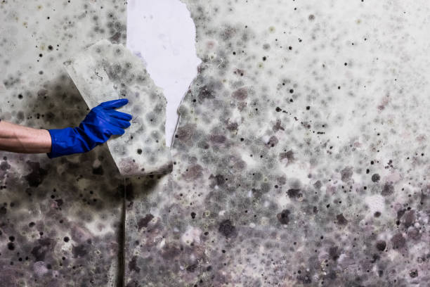 Best Mold Damage Repair  in Weston, WI