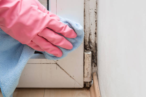 Professional Mold Removal in Weston, WI