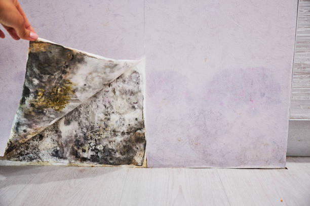 Best Crawl Space Mold Removal  in Weston, WI
